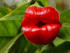 روزیاتو: ۹ نمونه از عجیب ترین و حیرت آور ترین گل های جهان که دیدنشان شما را شگفت زده می کند