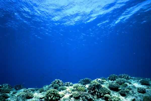 کاهش قابل توجه اکسیژن در اقیانوس ها، حیات آبزیان را به خطر انداخته است