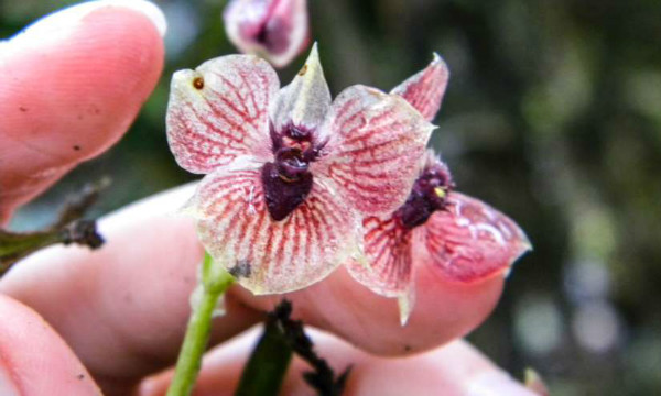 content-1495214450-devil-orchid.jpg