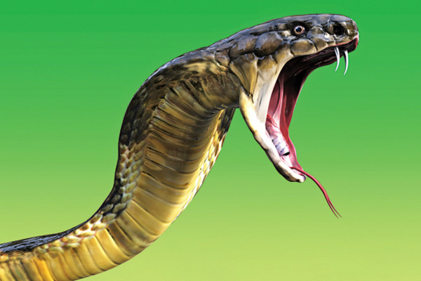 https://digiato.com/wp-content/uploads/2018/05/Snake1.jpg