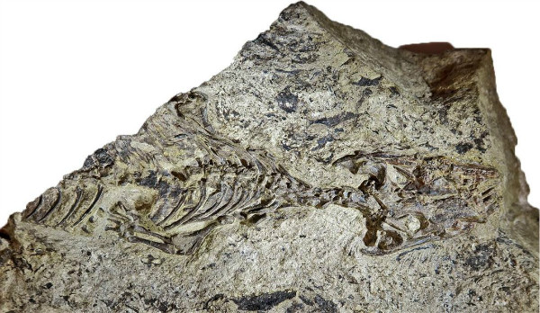 کشف کهن ترین فسیل مارمولک ها قدمت آنها را باز هم افزایش داد