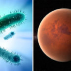 کشف باکتری مقاومی که می تواند در مریخ زنده بماند