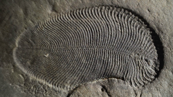 قدیمی ترین فسیل جانوری تاریخ زمین شناسایی شد
