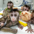 استفاده از میمون های شبیه سازی شده در آزمایشگاه و بروز نگرانی های اخلاقی