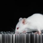 موش ها در ایستگاه فضایی بین المللی چه می‌کنند؟ [تماشا کنید]