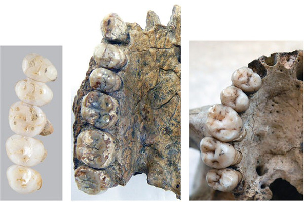 کشف گونه جدیدی از انسان با قدمت ۵۰ هزار ساله در فیلیپین - 10