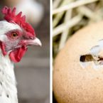 روزیاتو: اول مرغ بوده یا تخم مرغ؟ پاسخ هایی علمی به سؤالاتی که ذهنتان را مشغول کرده