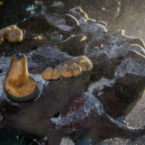 کشف استخوان‌ انسان‌های باستانی و خرس غول‌پیکر در آب‌های زیرزمینی مکزیک