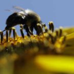 تکاپوی انگلیسی‌ها برای حل مشکل انقراض زنبورهای عسل