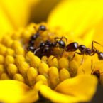 مورچه‌ها از محصولات زراعی در برابر بیماری حفاظت می‌کنند