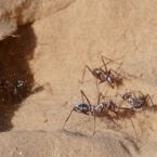 کشف سریع ترین مورچه دنیا با سرعت ۸۵۵ میلیمتر بر ثانیه [تماشا کنید]