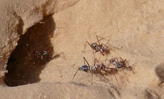 سریع ترین مورچه دنیا
