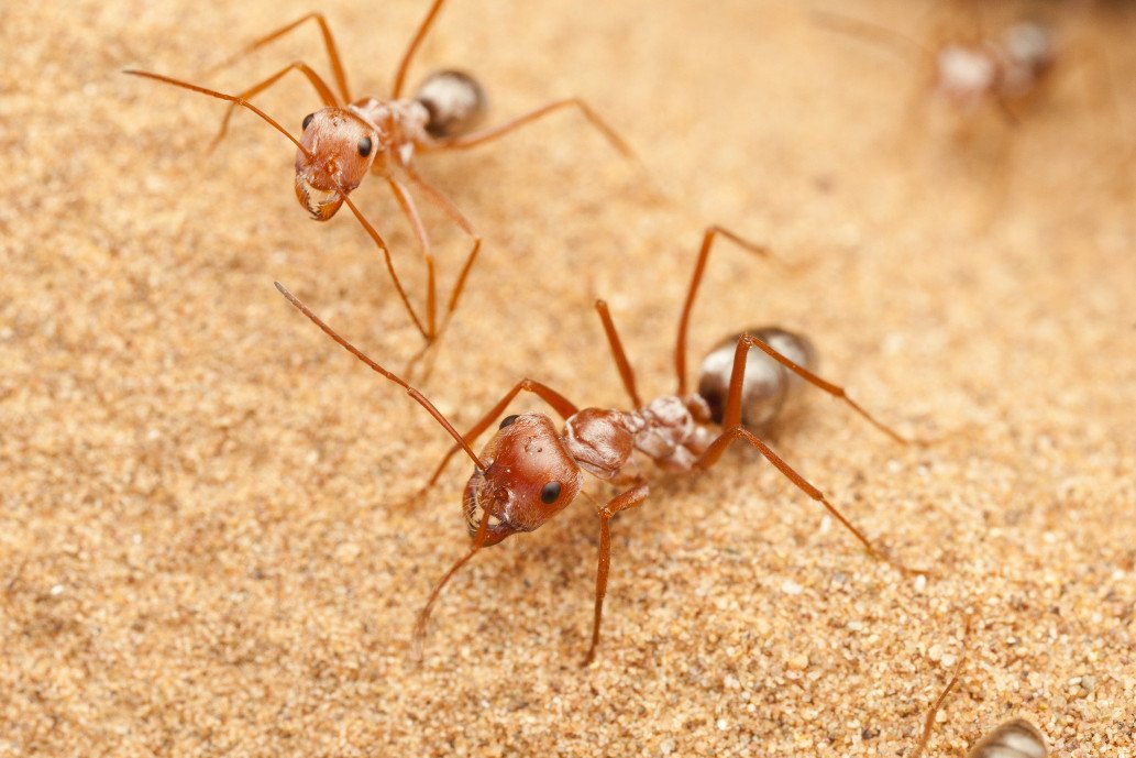 سریع ترین مورچه دنیا