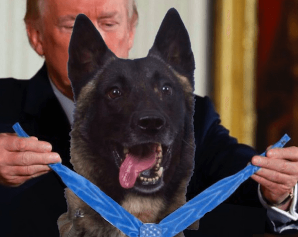 توییت تصویر ساختگی از سگ قهرمان حین دریافت مدال افتخار از ترامپ خبرساز شد