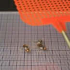 ساخت ربات حشره ای مقاوم در برابر مگس کش [تماشا کنید]