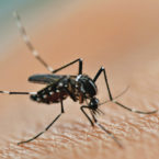 پشه مالاریا حشره کش‌ را با پاهایش شناسایی می‌کند