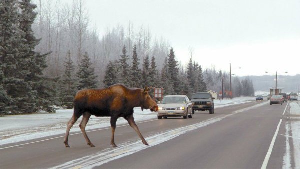 moose-road