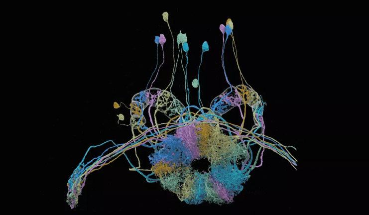 باکیفیت ترین نقشه سه بعدی از مغز مگس میوه