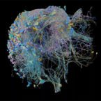 ایجاد با کیفیت ترین نقشه سه بعدی از مغز مگس میوه [تماشا کنید]