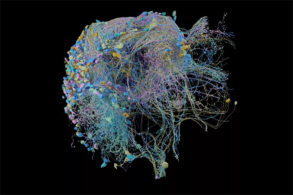 ایجاد با کیفیت ترین نقشه سه بعدی از مغز مگس میوه [تماشا کنید]
