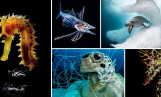 مسابقه عکاسی هنری از اقیانوس