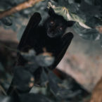 چرا خفاش عامل انتقال بسیاری از بیماری‌های مرگبار است؟