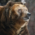 گرمای بی سابقه زمستان خرس های سراسر دنیا را یک ماه زودتر از خواب زمستانی بیدار کرده