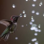 برندگان مسابقه عکاسی Audubon 2020 اعلام شدند؛ زندگی پرندگان در قاب تصویر