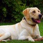 جمعبندی روز: شنبه، ۰۵ مهر ۱۳۹۹ اخبار IT labrador dog 145x145 جمعبندی روز: شنبه، ۰۵ مهر ۱۳۹۹ اخبار IT
