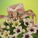 برندگان «مسابقه عکاسی از حشرات لومینار 2020» مشخص شدند