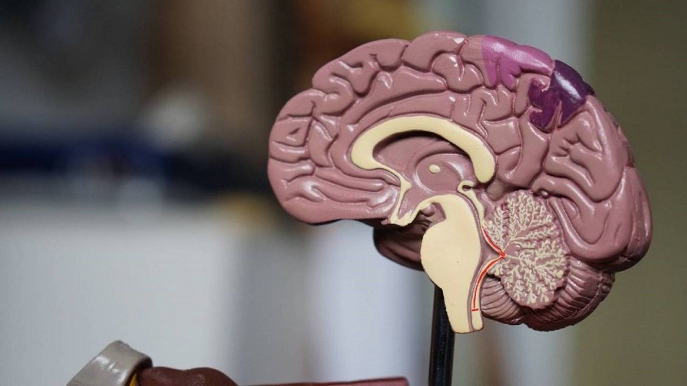 کشف ارتباط میان یک پروتئین مغز و افسردگی که درمان آن را ممکن می‌کند