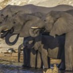 جمعبندی روز: چهارشنبه، ۲۳ مهر ۱۳۹۹ اخبار IT Elephants Shadows 2 145x145 جمعبندی روز: چهارشنبه، ۲۳ مهر ۱۳۹۹ اخبار IT