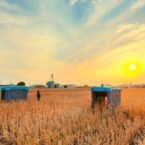 جمعبندی روز: چهارشنبه، ۲۳ مهر ۱۳۹۹ اخبار IT alphabets mineral project builds crop huffing plant buggies with ai resize md 145x145 جمعبندی روز: چهارشنبه، ۲۳ مهر ۱۳۹۹ اخبار IT