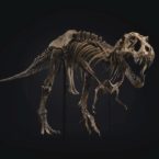اسکلت تی‌رکس در حراج «کریستی» رکورد گران‌ترین فسیل دایناسور تاریخ را شکست