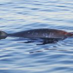کشف احتمالی گونه جدیدی از نهنگ در سواحل مکزیک