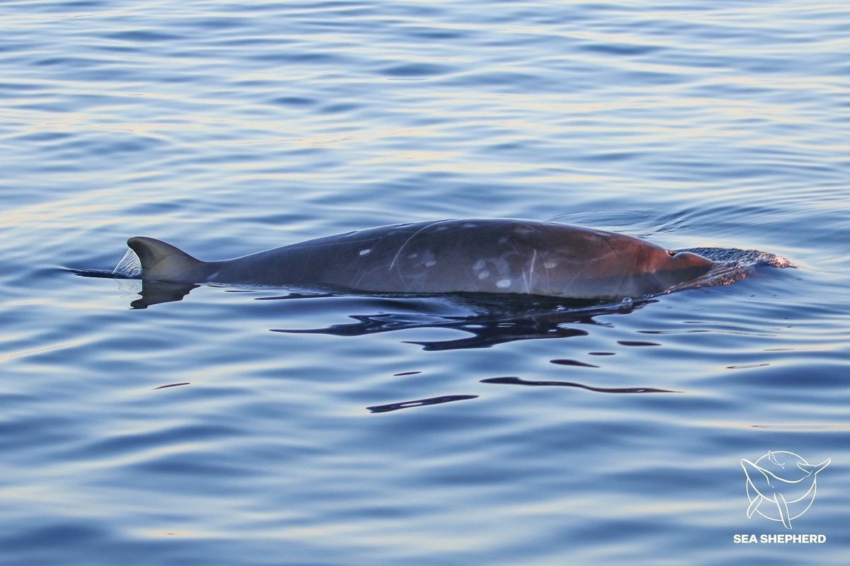 کشف احتمالی گونه جدیدی از نهنگ در سواحل مکزیک
