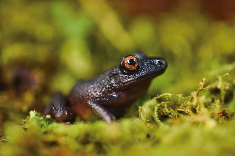کشف ۲۰ گونه جانوری و گیاهی جدید در ارتفاعات کوه آند