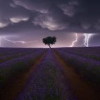 برندگان دستهبندی آزاد مسابقه جهانی عکاسی سونی در سال ۲۰۲۱ معرفی شدند