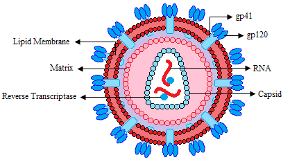 پژوهشگران با توسعه مدل جدیدی، می‌خواهند به درمان بهتر HIV دست پیدا کنند