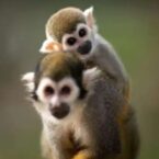 اولین مرگ در اثر ابتلا به ویروس جدید میمون در چین ثبت شد