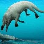 کشف فسیل نهنگ چهارپا: دوزیستی که ۴۳ میلیون سال پیش زندگی می‌کرد