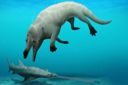 کشف فسیل نهنگ چهارپا: دوزیستی که ۴۳ میلیون سال پیش زندگی می‌کرد