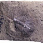 کشف فسیل نادر ۳۱۰ میلیون ساله: مغز خرچنگ نعل اسبی بدون هیچ نقصی حفظ شده است