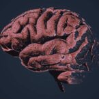 محققان از «نشت» پروتئین‌هایی در مغز خبر می‌دهند که منجر به آلزایمر می‌شود