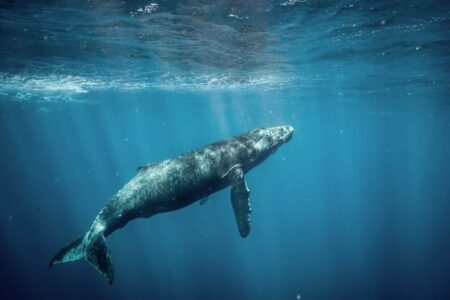 انسان‌ها به زودی می‌توانند با نهنگ‌ها صحبت کنند