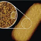 محققان واضح‌ترین تصویر از باکتری‌های زنده را ثبت کردند