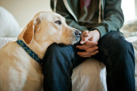 سگ‌ها می‌توانند احساسات صاحب خود را درک کنند!