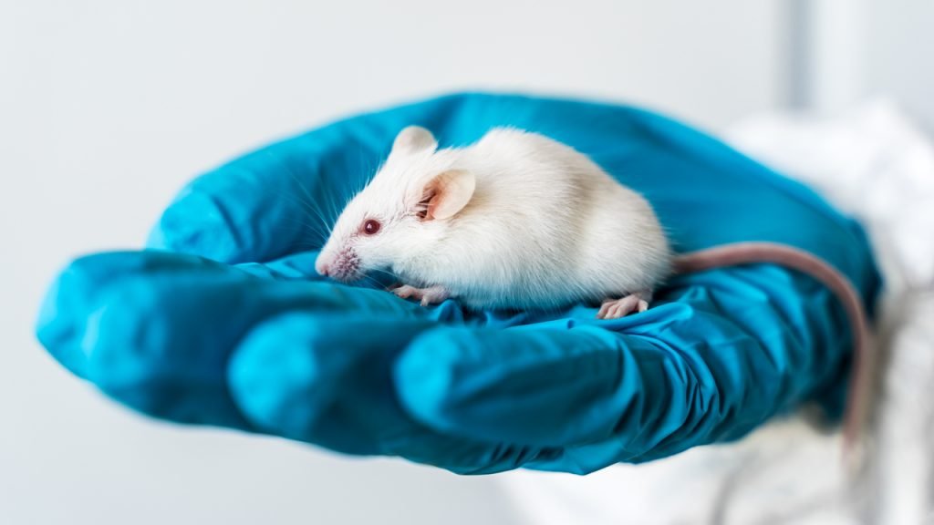 محققان با کاشت مدفوع در روده موش‌‌ها، فرآیند پیر شدن آنها را معکوس کردند