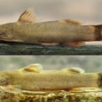 نامگذاری گونه جدید ماهی‌ها به افتخار علی دایی