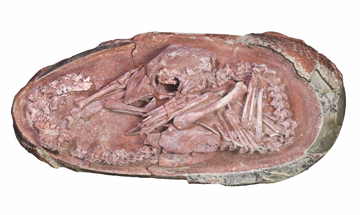 کشف جنین ۶۶ میلیون ساله و دست نخورده یک دایناسور در چین